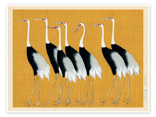 Flock of Japanese Red Crown Cranes