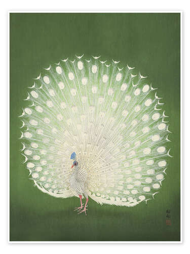 White peacock